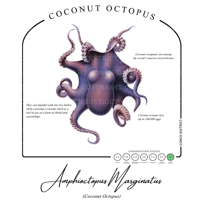 Coconut Octopus Conservation Status Hoodie | Mens Recycled Solar Performance