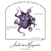 Coconut Octopus Conservation Status Shirt | Womens Recycled Solar Performance