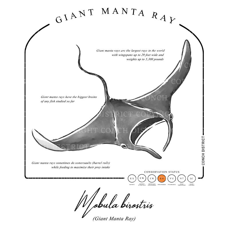 Giant Manta Ray Conservation Status Shirt | Mens Recycled Solar Performance