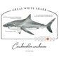 Great White Shark Conservation Status Shirt | Womens Recycled Solar Performance