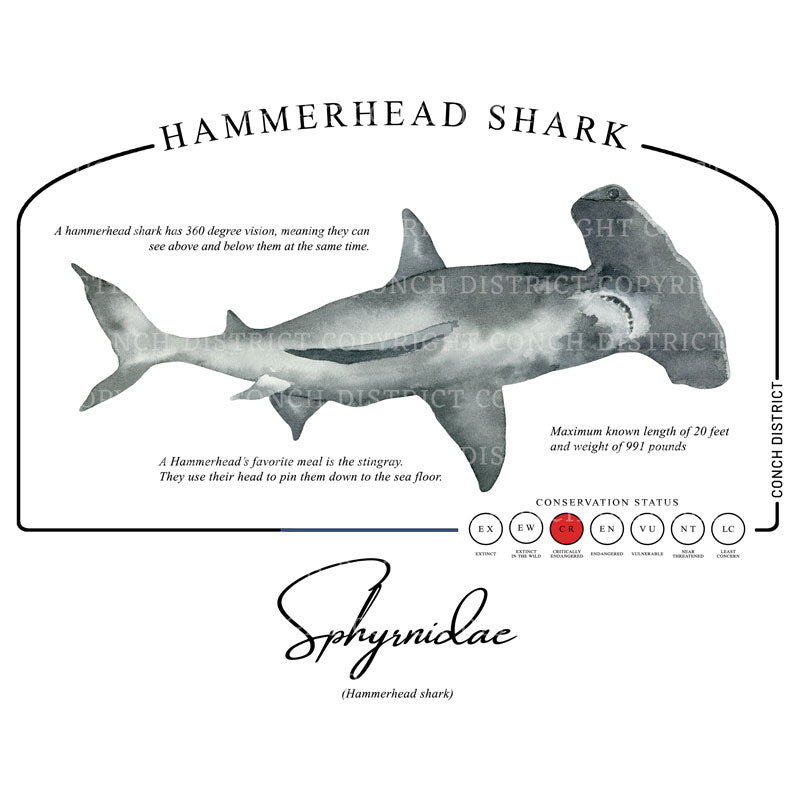 Hammerhead Shark Conservation Status Shirt | Mens Recycled Solar Performance