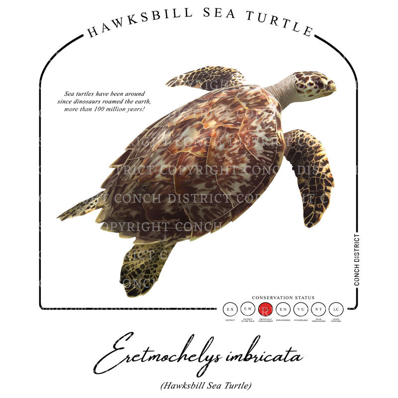 Hawksbill Sea Turtle Conservation Status shirt | Mens Recycled Solar Performance