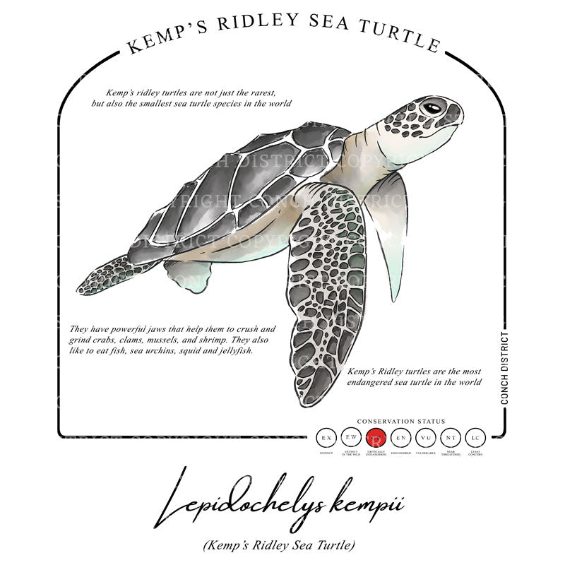 Kemps Ridley Sea Turtle Conservation Status Shirt | Womens Recycled Solar Performance